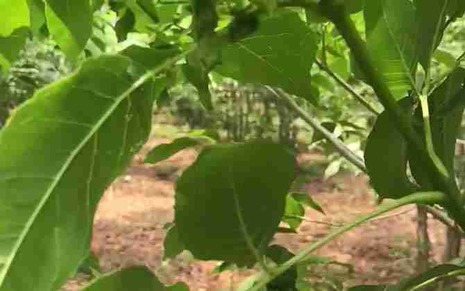 白蜡树种植技术与管理(白蜡树种植技术)